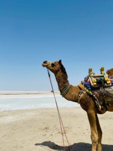 great rann of kutch