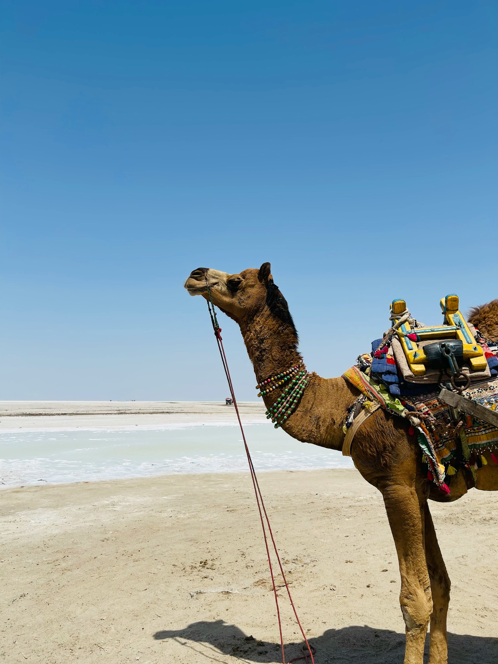great rann of kutch