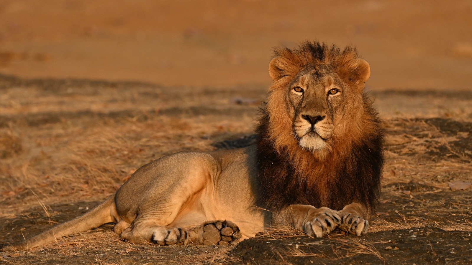 loin